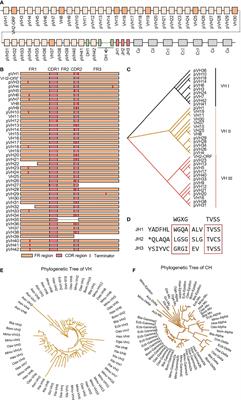 Organization and Complexity of the Yak (Bos Grunniens) Immunoglobulin Loci